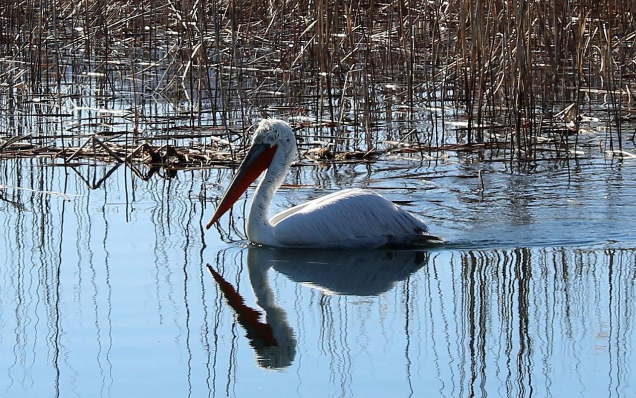 Апартаменты Kivotos Epavlis Преспес Экстерьер фото